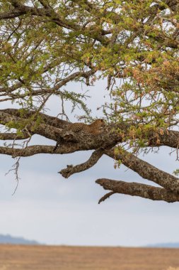 Wild leopard in Serengeti national park. High quality photo