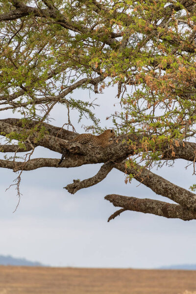 Wild leopard in Serengeti national park. High quality photo