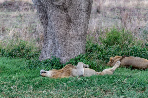 Wild Lion Serengeti National Park Heart Africa High Quality Photo — 스톡 사진