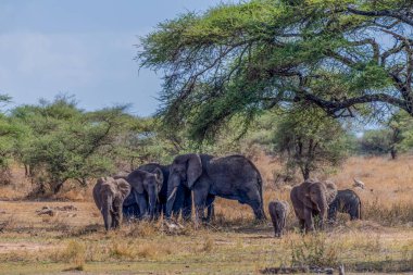 Serengeti Ulusal Parkı 'nda vahşi filler. Yüksek kalite fotoğraf