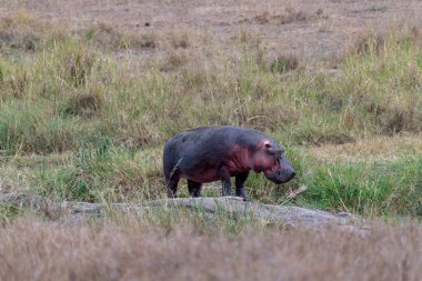 Wild hippo in Serengeti national park. High quality photo