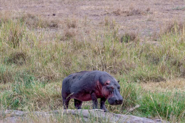 Hipopótamo Salvaje Parque Nacional Del Serengeti Foto Alta Calidad —  Fotos de Stock
