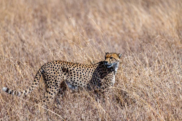 Wild Cheetah Serengeti National Park High Quality Photo — Foto Stock