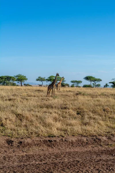 Wild Giraffe Serengeti National Park Heart Africa High Quality Photo — Stock Fotó