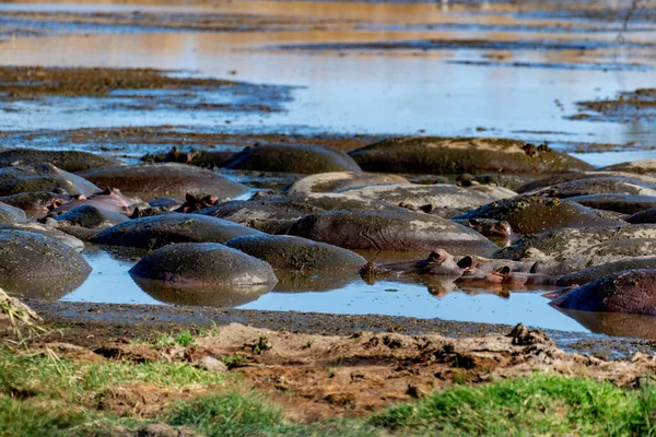 Hipopótamos Salvajes Parque Nacional Del Serengeti Foto Alta Calidad —  Fotos de Stock