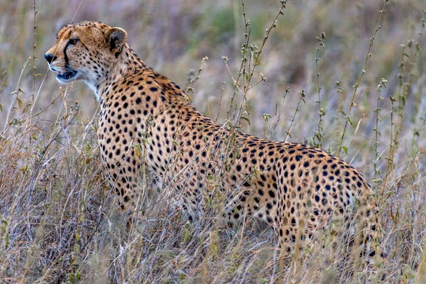 Wild Cheetah Serengeti National Park High Quality Photo — 图库照片