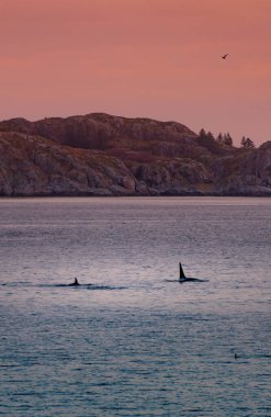 Norveç, Lofoten adalarında vahşi katil balinalar. Yüksek kalite fotoğraf