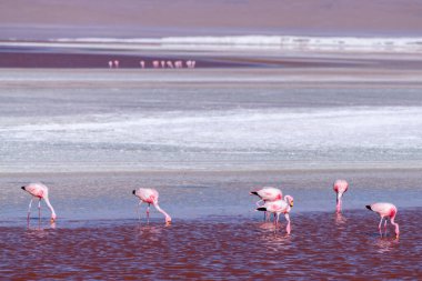 Bolivya altiplanosundaki kırmızı gölde vahşi bir hayvan. Yüksek kalite fotoğraf