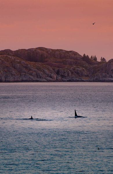 Дикие косатки на Лофотенских островах, Норвегия. Высокое качество фото