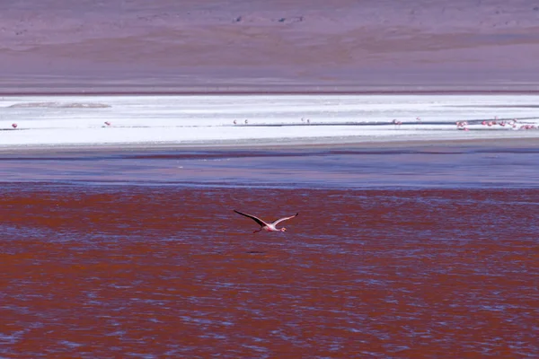 Bolivya Altiplanosundaki Kırmızı Gölde Vahşi Bir Hayvan Yüksek Kalite Fotoğraf — Stok fotoğraf