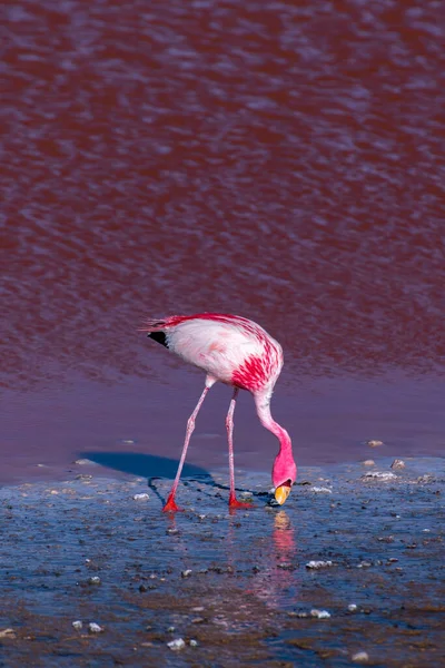 Wilde Fauna Der Roten Lagune Bolivianischen Altiplano Hochwertiges Foto — Stockfoto