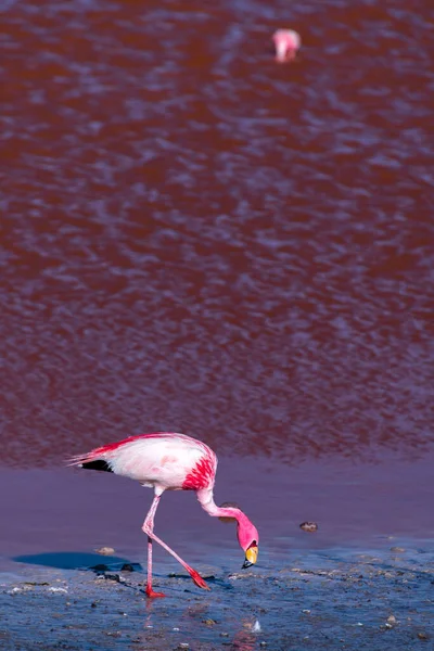 stock image Wild fauna in the red lagoon in the bolivian altiplano. High quality photo