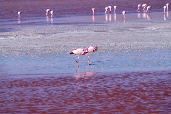 Vild Fauna Den Röda Lagunen Den Bolivianska Altiplanon Högkvalitativt Foto — Stockfoto