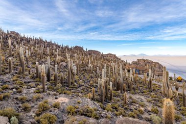 Bolivya altiplanosundaki the Cactus Adası. Yüksek kalite fotoğraf
