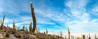 Bolivya altiplanosundaki the Cactus Adası. Yüksek kalite fotoğraf