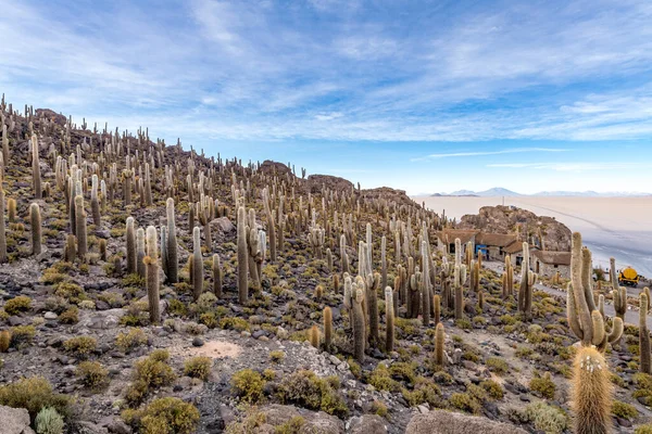 卡克图斯岛位于玻利维亚阿尔蒂普拉诺的Salar Uyuni 高质量的照片 — 图库照片