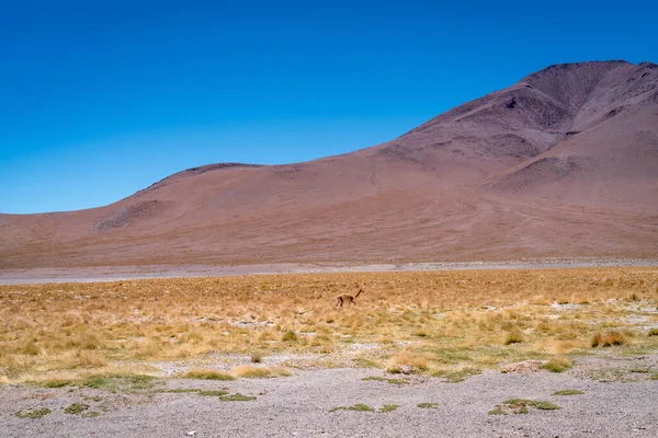 Ökenlandskapet Den Bolivianska Altiplano Högkvalitativt Foto — Stockfoto