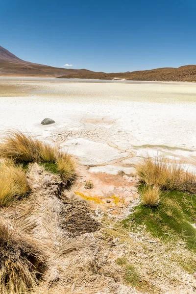 Fauna Silvestre Laguna Roja Del Altiplano Boliviano Foto Alta Calidad — Foto de Stock