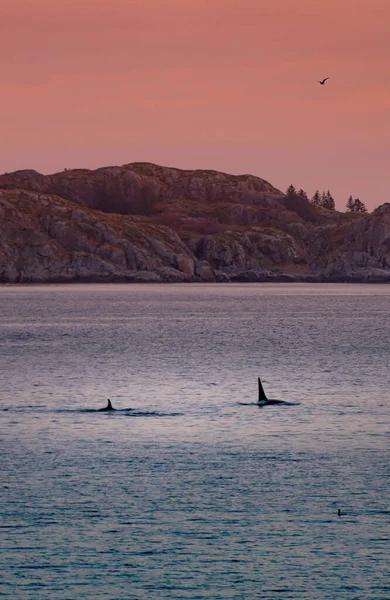 Balene Assassine Selvatiche Nelle Isole Lofoten Norvegia Foto Alta Qualità — Foto Stock