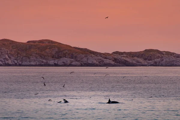 Γριες Φάλαινες Δολοφόνοι Στα Νησιά Λοφότεν Της Νορβηγίας Υψηλής Ποιότητας — Φωτογραφία Αρχείου