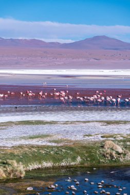 Bolivya altiplanosundaki kırmızı gölde vahşi bir hayvan. Yüksek kalite fotoğraf