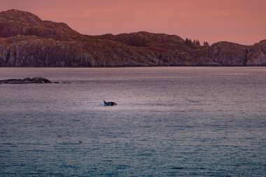 Norveç, Lofoten adalarında vahşi katil balinalar. Yüksek kalite fotoğraf