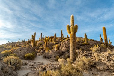 Bolivya altiplanosundaki the Cactus Adası. Yüksek kalite fotoğraf