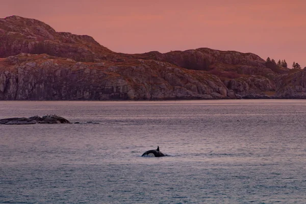 stock image Wild killer whales in Lofoten islands, Norway. High quality photo