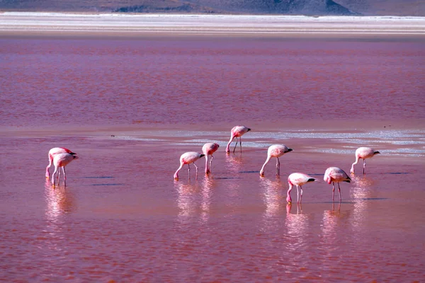Wild Fauna Red Lagoon Bolivian Altiplano High Quality Photo — Stock Photo, Image