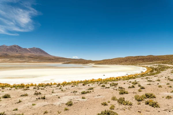 Άγρια Πανίδα Στην Κόκκινη Λιμνοθάλασσα Στο Βολιβιανό Αλτιπλάνο Υψηλής Ποιότητας — Φωτογραφία Αρχείου