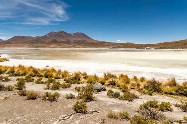 Fauna Silvestre Laguna Roja Del Altiplano Boliviano Foto Alta Calidad — Foto de Stock