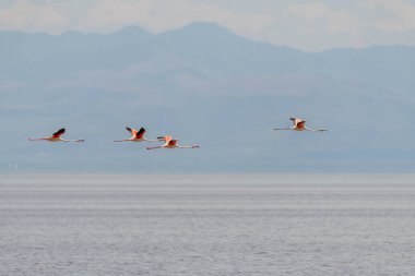 Wild flamingos in the African savannah. High quality photo