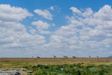 Wild Thomsons gazelles in serengeti national park. High quality photo