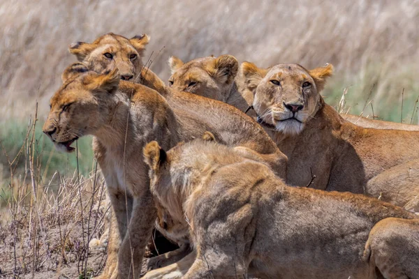 Wild Lionesses Serengeti National Park Heart Africa High Quality Photo — Stok fotoğraf