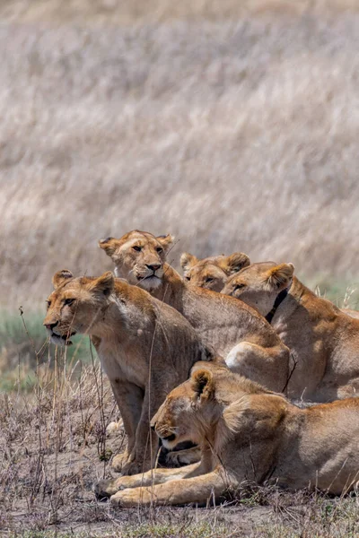 Wild Lionesses Serengeti National Park Heart Africa High Quality Photo — Stok fotoğraf