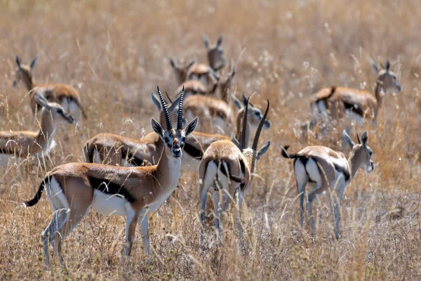 Wild Thomsons Gazelles Serengeti National Park High Quality Photo — Φωτογραφία Αρχείου