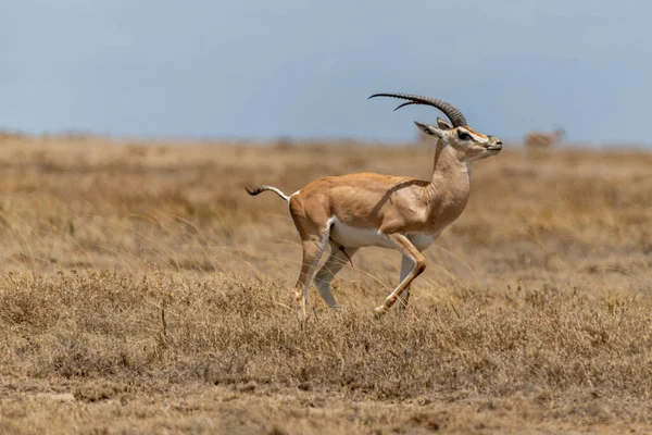 Wild Thomsons Gazelles Serengeti National Park High Quality Photo — Stok fotoğraf