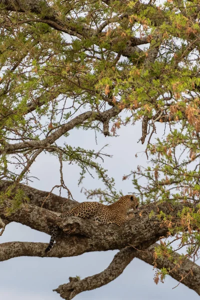 Serengeti Ulusal Parkı 'nda vahşi leopar. Yüksek kalite fotoğraf