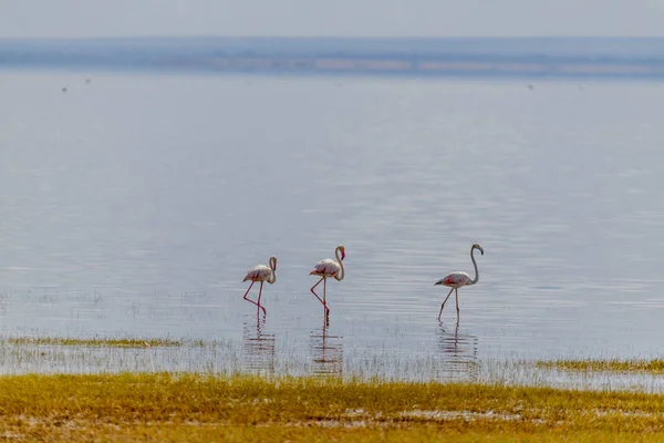 Wild Flamingos African Savannah High Quality Photo — Fotografia de Stock
