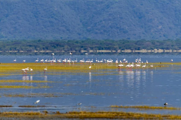 Wild Flamingos African Savannah High Quality Photo — Foto de Stock