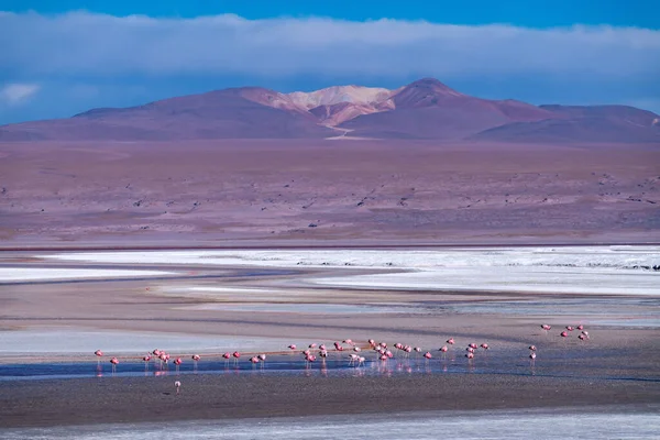 stock image Wild fauna in the red lagoon in the bolivian altiplano. High quality photo