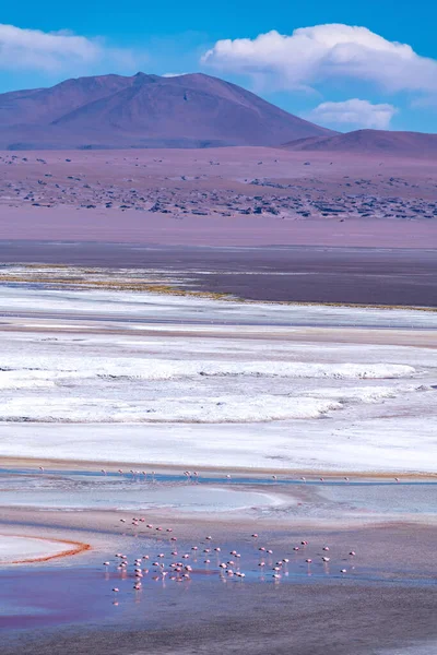 Fauna Selvatica Nella Laguna Rossa Nell Altipiano Boliviano Foto Alta — Foto Stock
