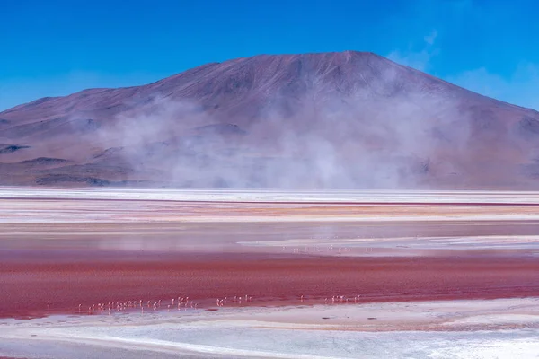 Vild Fauna Den Röda Lagunen Den Bolivianska Altiplanon Högkvalitativt Foto — Stockfoto