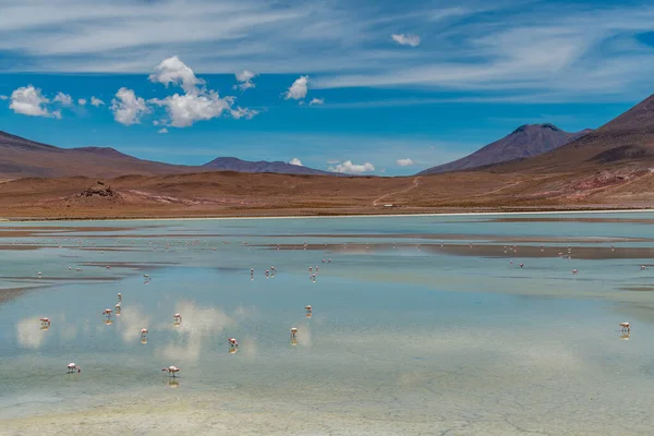 Fauna Silvestre Laguna Roja Del Altiplano Boliviano Foto Alta Calidad —  Fotos de Stock