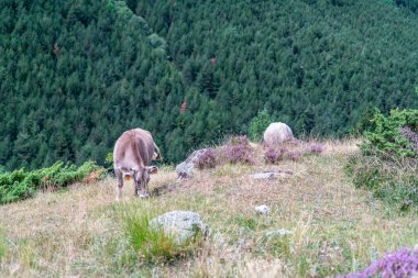 Cow grazing in the mountains of the Pyrenees. High quality photo