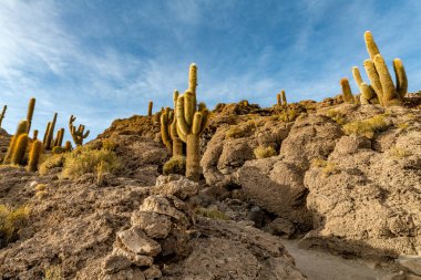 Bolivya altiplanosundaki the Cactus Adası. Yüksek kalite fotoğraf