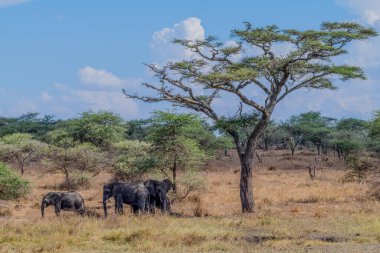 Serengeti Ulusal Parkı 'nda vahşi filler. Yüksek kalite fotoğraf