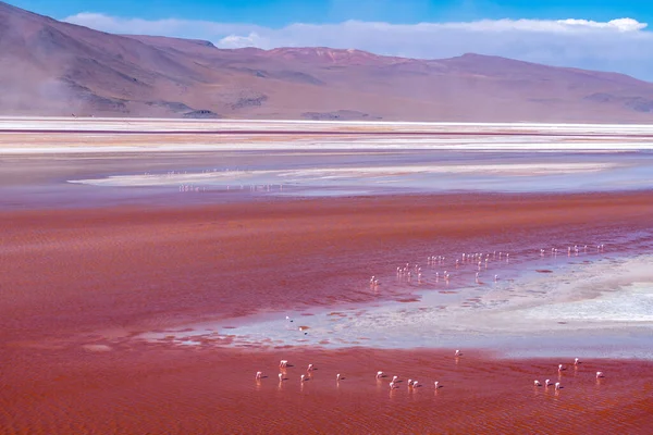 Faune Sauvage Dans Lagune Rouge Altiplano Bolivien Photo Haute Qualité — Photo