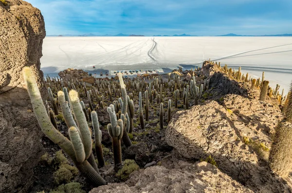 Kaktusový Ostrov Salar Uyuni Bolivijském Altiplanu Kvalitní Fotografie — Stock fotografie