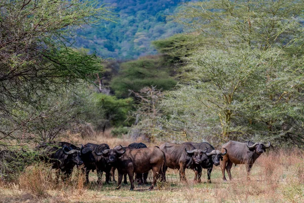 stock image Wild buffalo in the savannah of Africa. High quality photo